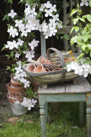 Kvetoucí Clematis a zahradní nářadí