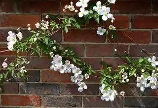 Bílé a světle růžové květy Clematis Montana rostoucí proti cihlové zdi