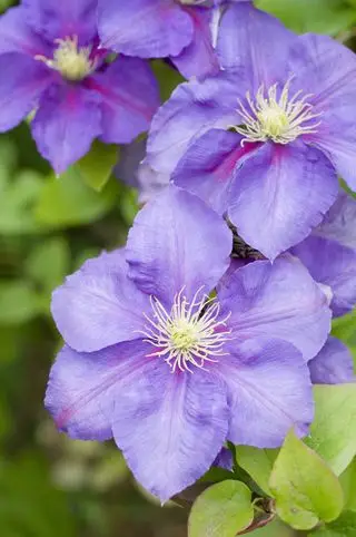 Fialový plamének (Clematis)