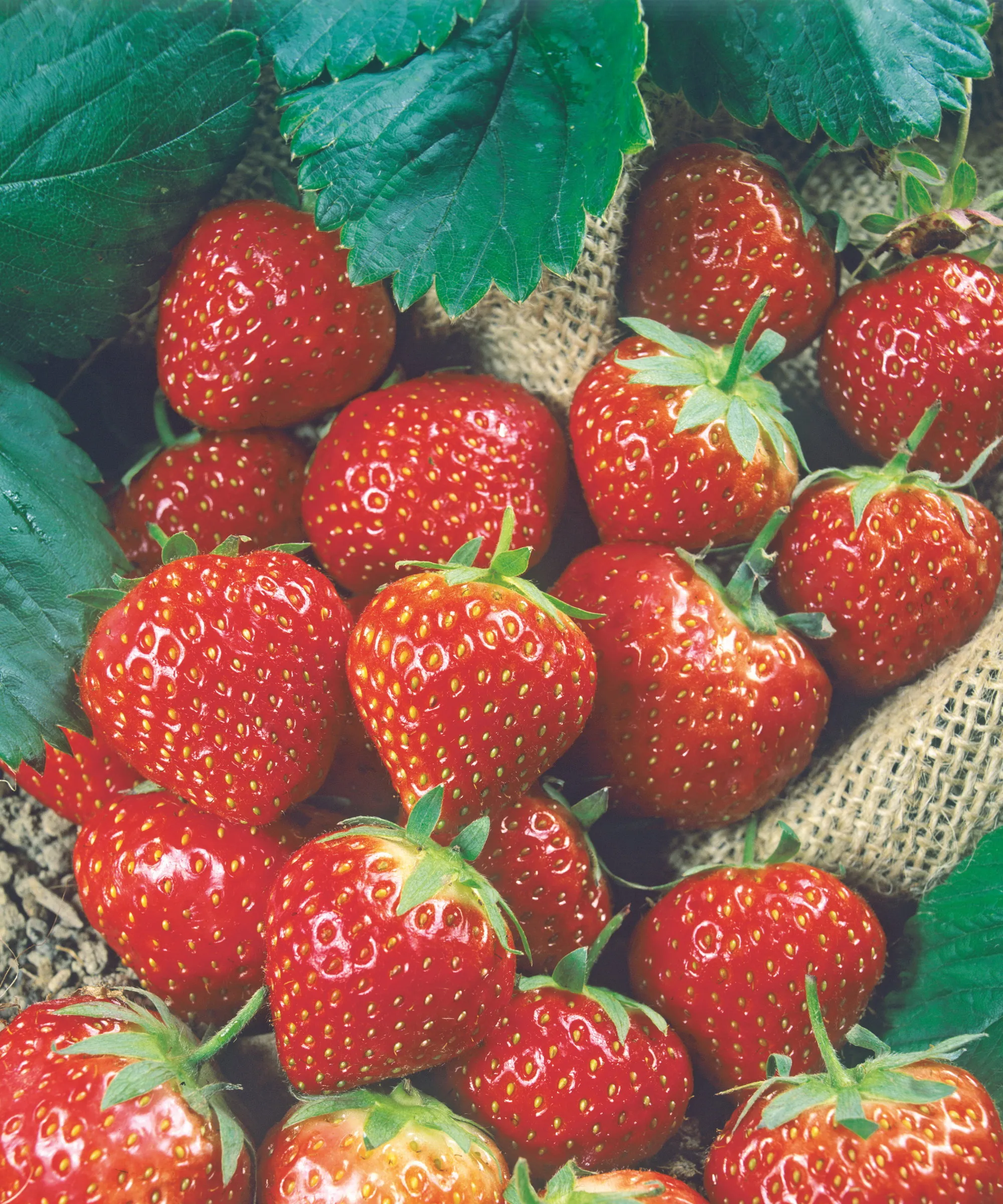 Fraises rouges mûres sur un sac de toile de jute' loading='lazy' title=