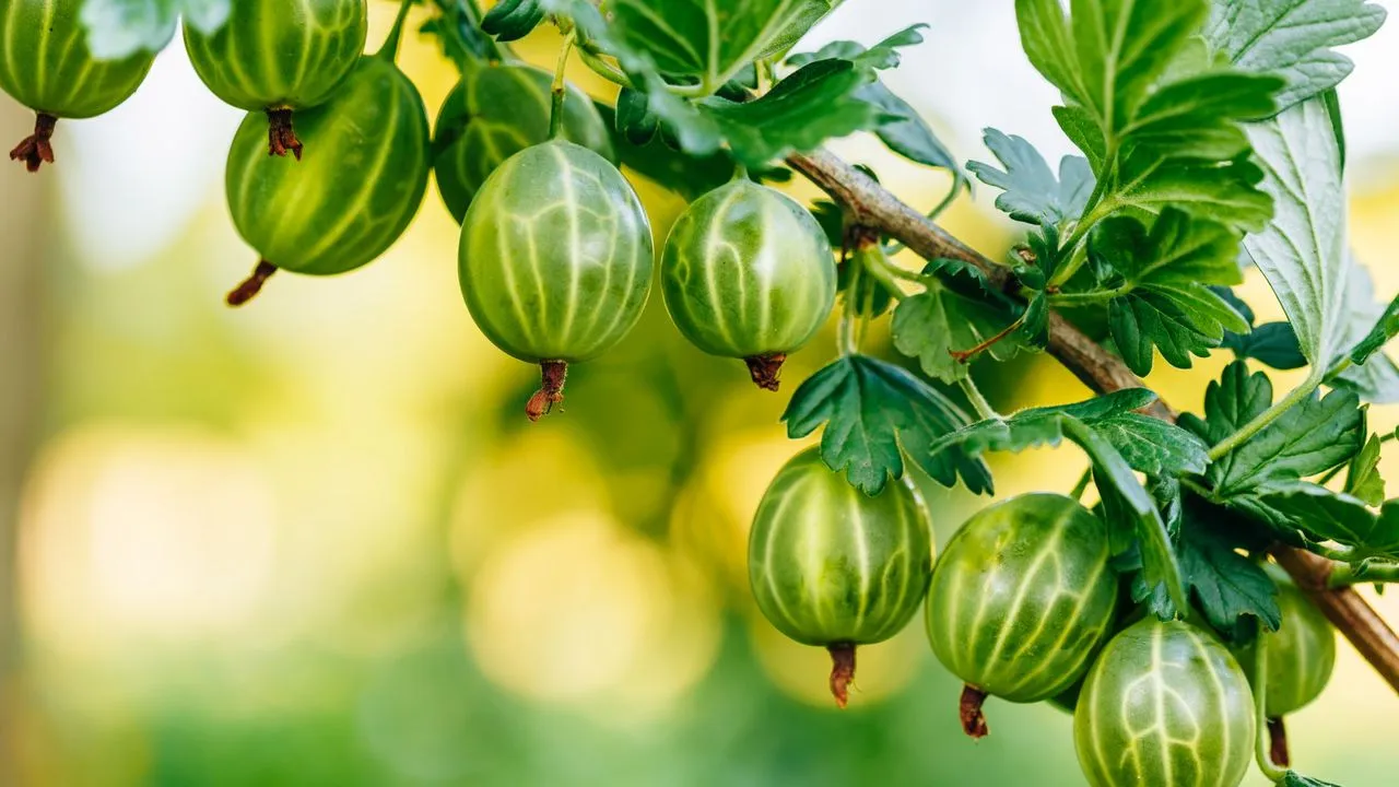 Groseilles vertes poussant sur une branche' loading='lazy' title=