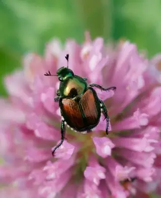 Japansk bille, der sidder på toppen af ​​en stor lyserød blomst