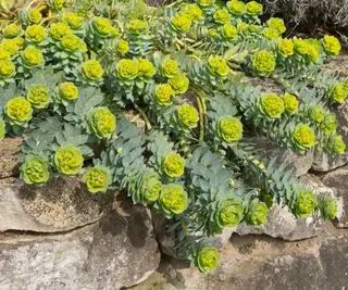 Spurge, zelená