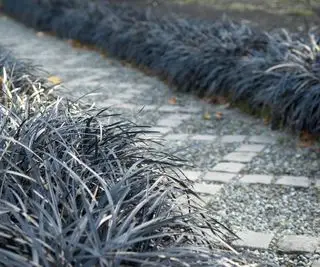 Čierna tráva mondo, ophiopogon
