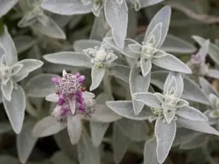 Stachys byzantina, sivé jahňacie uši s fialovým kvetom
