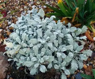 Tanacetum densum subsp amani, šedomodrá farba