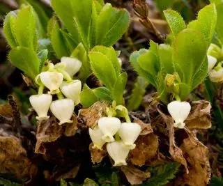 Kinnikinik, Arctostaphylos, biele visiace kvety
