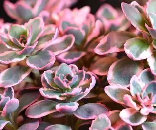 Séria Sedum Sunsparkler, fialová a zelená