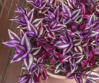 Tradescantia zebrina plante
