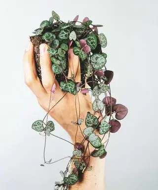 person, der holder en Ceropegia Woodii plante