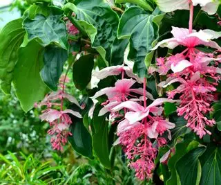 Medinilla magnifica plante
