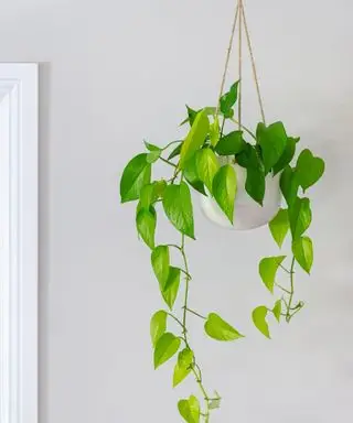 Plante i hvid bøjle ophængt i loftet