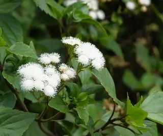 Snakeroot plante