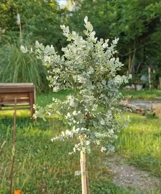 Eukalyptus plantet i en solrik bakgård