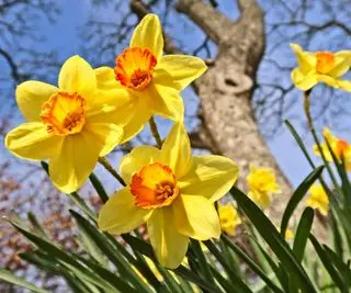 Påskeliljer som blomstrer i vårsolskinnet under et tre
