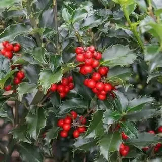 Nature Hills