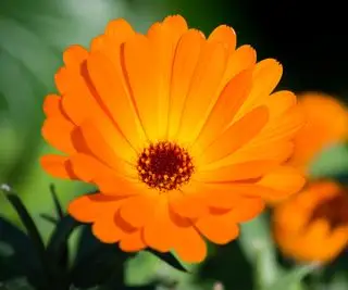 calendula Indian Prince blomstrer om sommeren