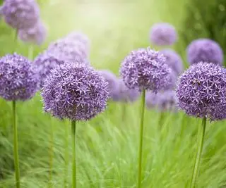 Lilla blomstrende allium blomstrer