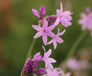 Rosa agapanthus