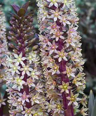 abacaxi lírio eucomis espumante borgonha