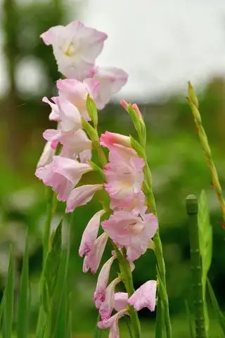 Gladíolos de bulbos de verão