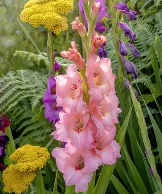 Lindas flores cor-de-rosa de Gladioli em uma borda de verão de jardim inglês