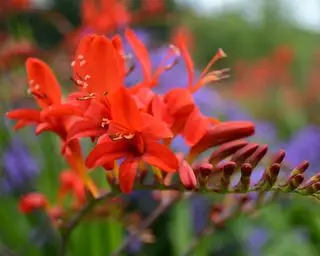 flor de crocosmia
