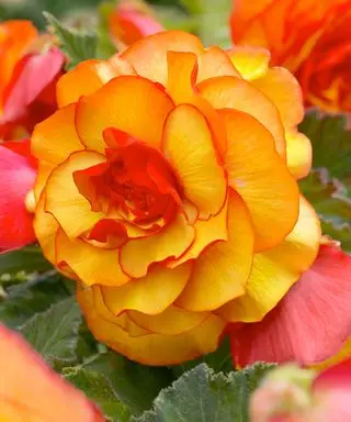 begônia picotee sunburst laranja flores
