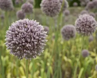 Alliums entre os bulbos de primavera na horta em Knightshayes Court
