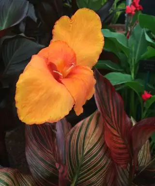 flores de laranja e folhagem variada de lírio canna