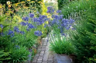 Bulbos de verão Sarah Raven agapanthus
