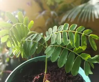 So züchten Sie Tamarinden aus Samen – Expertentipps für Ihren eigenen tropischen Baum