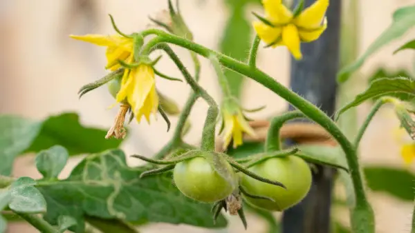 'Tomate tapping': el truco inusual que utilizo para obtener una mayor cosecha de frutas más saludables, garantizado