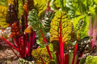Wann Sie Mangold ernten sollten – um das Beste aus Ihrer Ernte herauszuholen