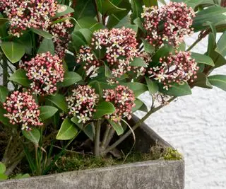 Skimmia japonica Rubella keř v nádobě