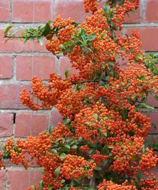 Pyracantha ‚Saphyr Rouge‘
