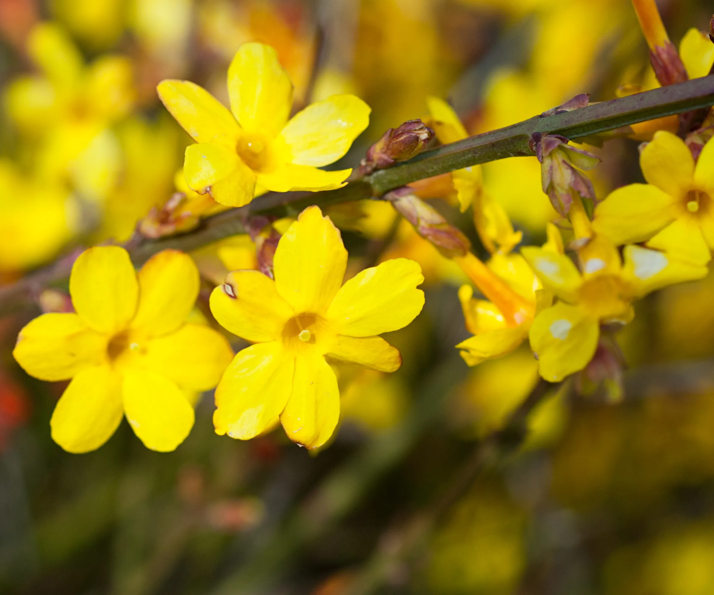 Žluté květy zimního jasmínu' loading='lazy' title=