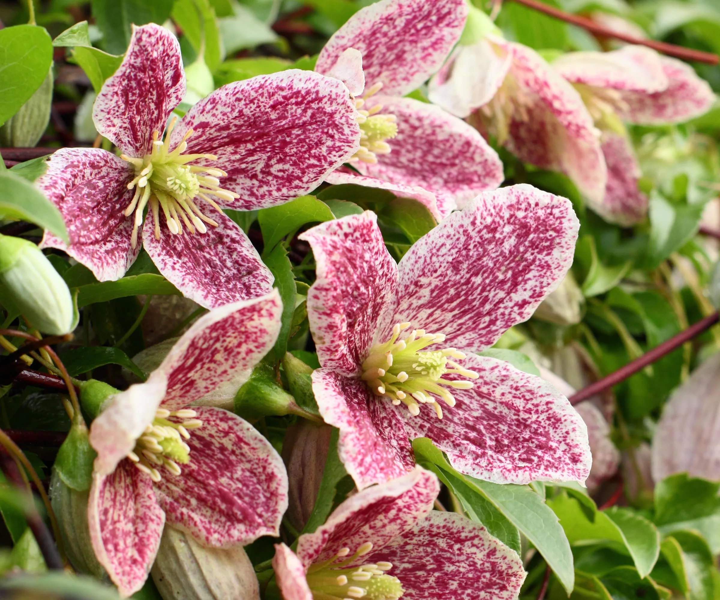 Clematis cirrhosa var. purpurascens 'Freckles' kvete v zimě' loading='lazy' title=