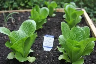 plantas jóvenes de espinaca en una cama