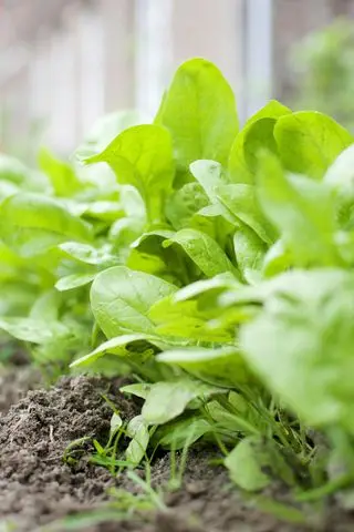 Cómo cultivar espinacas plantadas en fila.