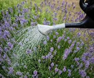 Regando lavanda em um regador