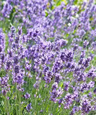 flores roxas de lavanda
