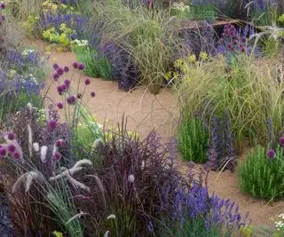 Jardim de cascalho com lavanda, gramíneas e alliums