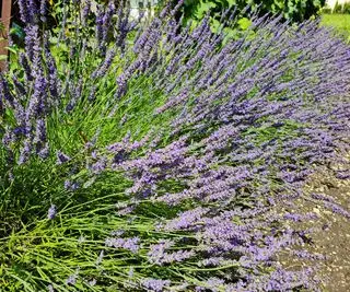 lavanda crescendo ao lado de um caminho de jardim