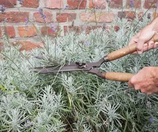 Cortando lavanda com tesoura de jardim
