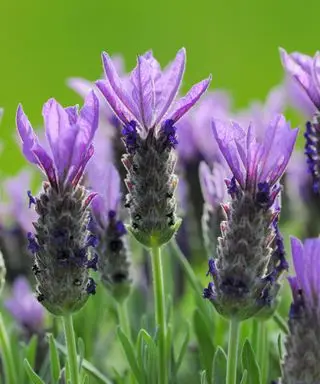 Erros no cultivo de lavanda – os 6 maiores erros a evitar, segundo um especialista em jardinagem