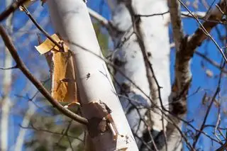 Pelar la corteza de un abedul de papel en primavera
