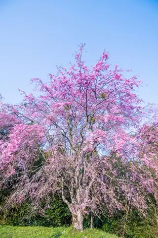 Cerezo llorón en flor