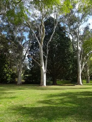 Gomas fantasma australianas