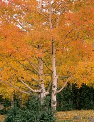 Aspen árboles con corteza blanca y hojas de naranja en otoño